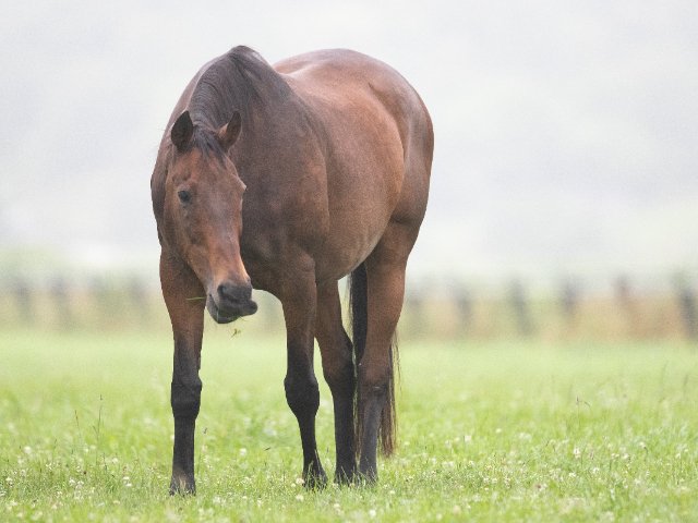 ナイスネイチャ 世界で一番好きな馬 ナイスネイチャ - Wikipedia