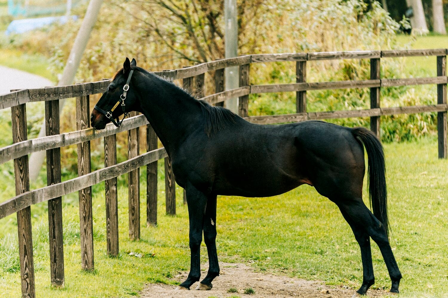 現在は元気な姿を見せるローズキングダム　©Kiichi Matsumoto