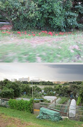 どんな野草や畑でも、見るだけで心が和みます