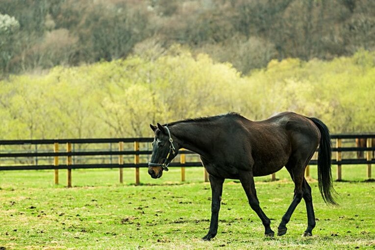 「3強」ビワハヤヒデ、ナリタタイシンは老衰で……。30歳、ウイニングチケットはどうしている？(3)