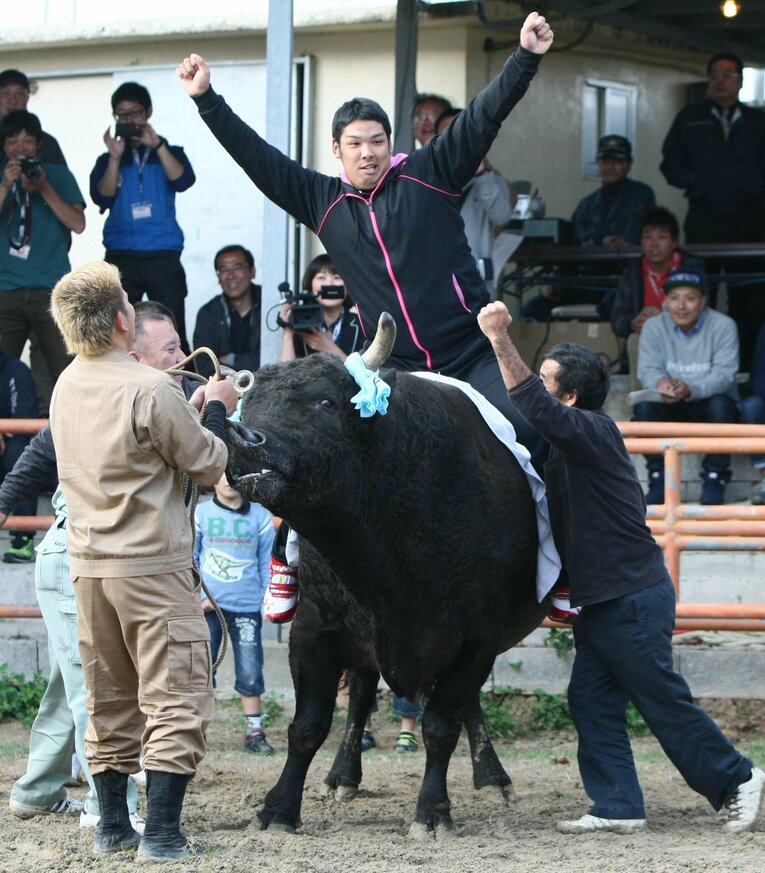 キャンプ地の沖縄県石垣島で、「八重山歓迎闘牛」を観戦。当時ルーキーの井上は横綱の「雷神あつき号」にまたがり「乗り心地は最高」とガッツポーズ　©︎JIJI PRESS