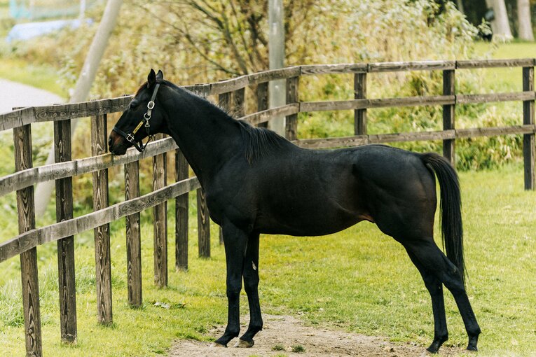 現在は元気な姿を見せるローズキングダム　©Kiichi Matsumoto
