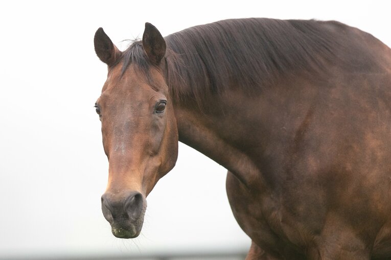 引退馬の支援活動にも大きく貢献し、35歳でこの世を去った　©Daisuke Asauchi