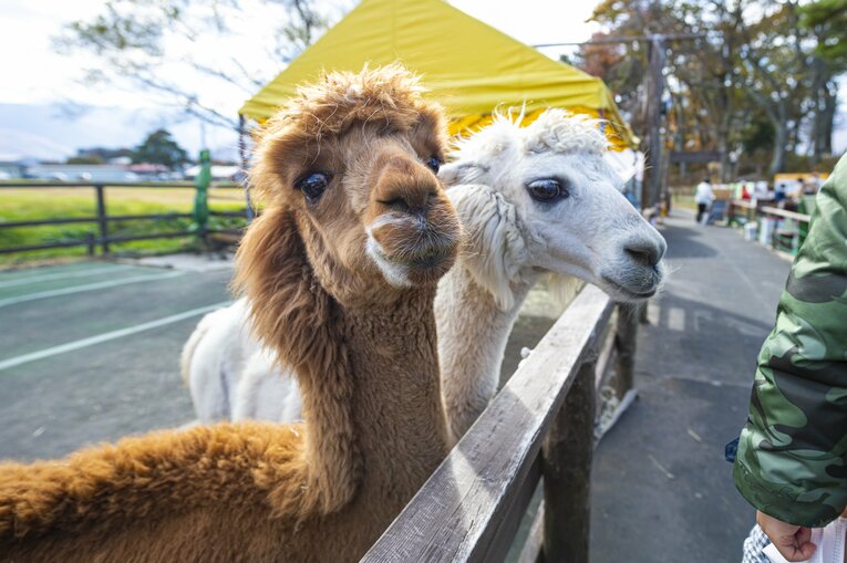 八ヶ岳アルパカ牧場のアルパカたち