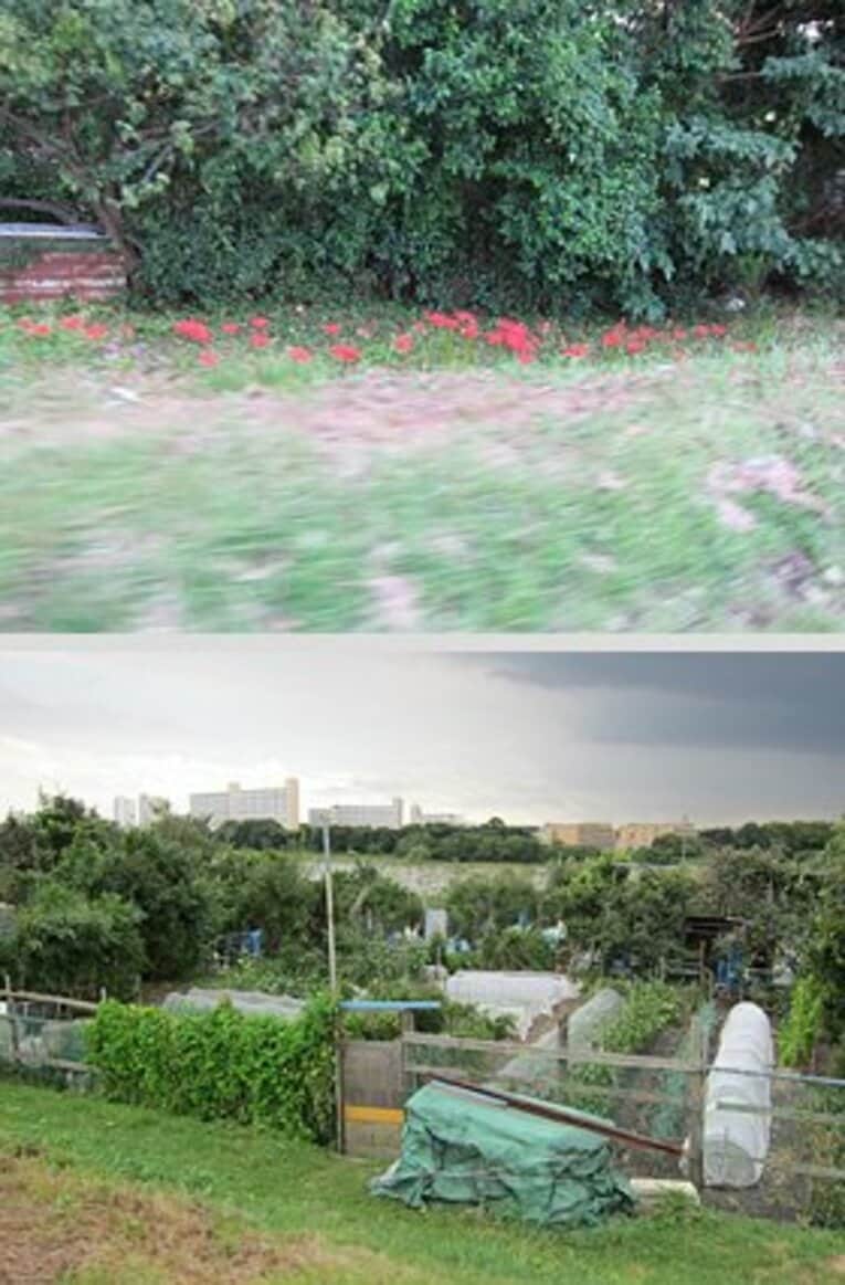 どんな野草や畑でも、見るだけで心が和みます