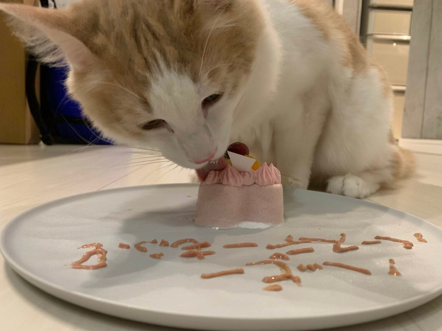 おいしそうにケーキをペロペロするモフちゃん（本人提供）