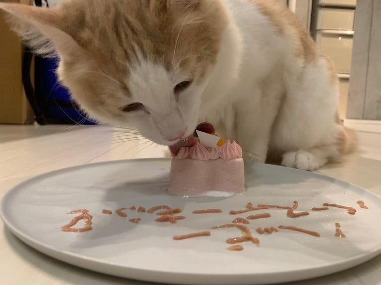 おいしそうにケーキをペロペロするモフちゃん（本人提供）