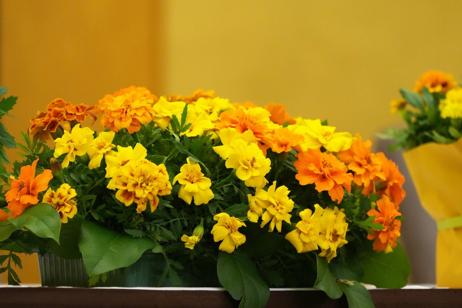 4月15日、記者会見場に置かれたマリーゴールド　©Essei Hara