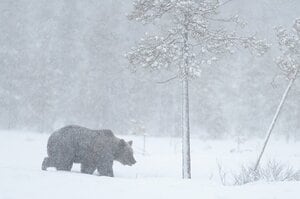【後編はこちら】「腹破らんでくれ！　喉食って殺して！」本当にあった“ヒグマ食害事件”の地獄絵図