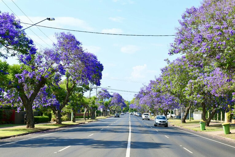 紫色のジャガランダの街路樹が一斉に咲いて、盛夏の到来を知らせる（2024年11月） ©Kokou Sekine