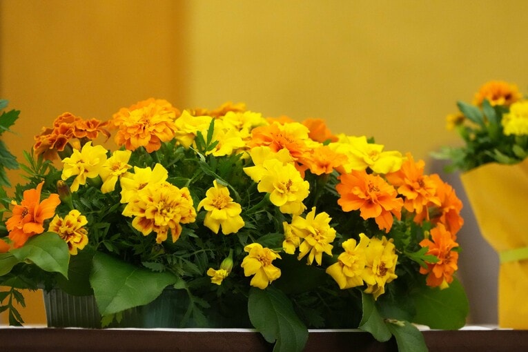 4月15日、記者会見場に置かれたマリーゴールド　©Essei Hara