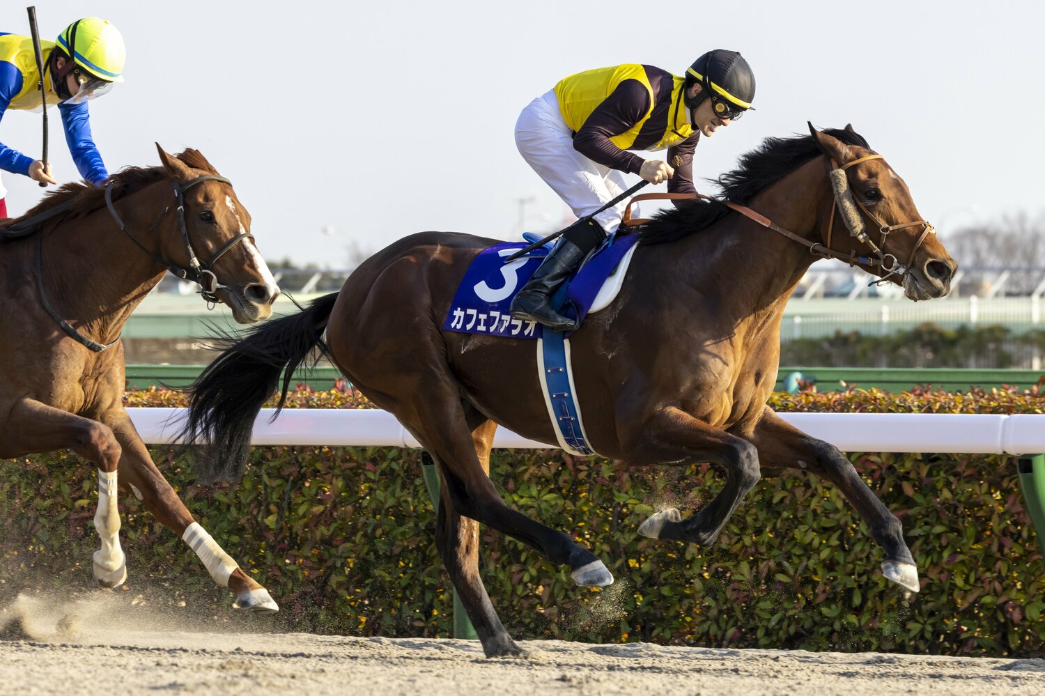 昨年のフェブラリーステークスを制したカフェファラオ　©Photostud