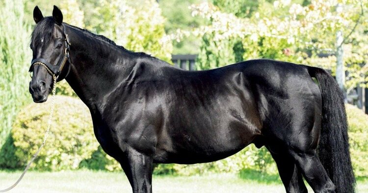 大種牡馬 SS サンデーサイレンス 流星 ストラップ ノーザンホース