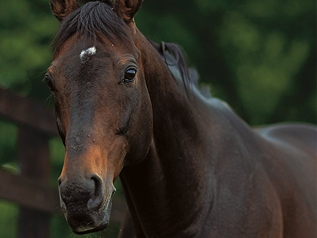 ディープインパクト 尾毛 馬毛 【本物】値下げOK 最強種牡馬が遺したもの］ディープインパクト「進化への飽くなき意欲