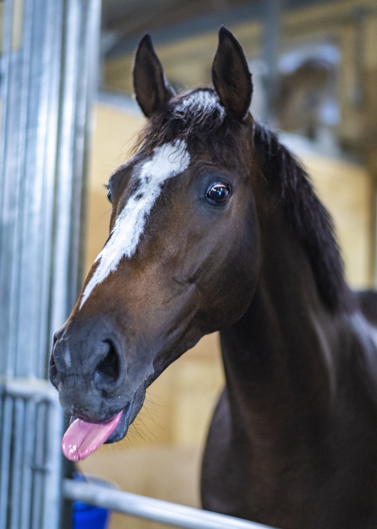 オジュウチョウサン　©BUNGEISHUNJU
