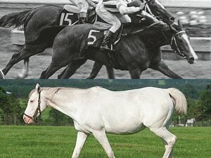 ［名牝図鑑］英雄なくともつながる一族