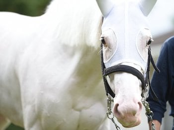 「僕と彼女とは運命的な出会いでした」“純白のアイドル馬”ソダシの主戦騎手が告白する《白毛GI馬のもう一つの才能》＜Number Web＞ photograph by Naoya Sanuki