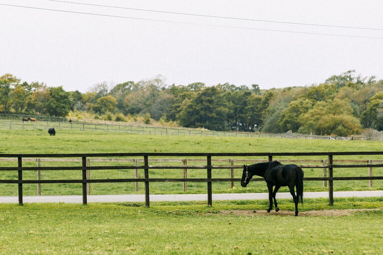 ローズキングダム　©Kiichi Matsumoto
