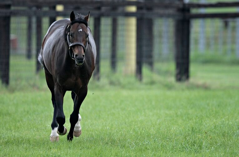 種牡馬時代のディープインパクト（2007年撮影）　©Takuya Sugiyama