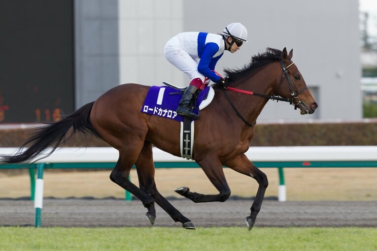 ロードカナロアの種付け料は1500万円だ　©Getty Images