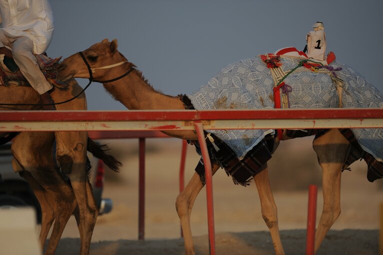 ラクダレース　©Bungeishunju