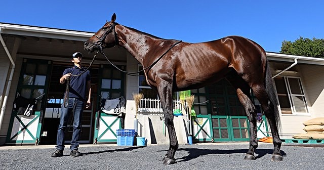 菊花賞はヴェロックスが人気だが……。「押し出された本命」不遇の歴史。