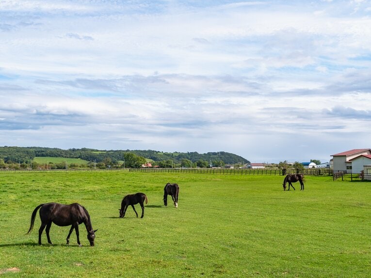 競走馬の産地として有名な北海道日高地方