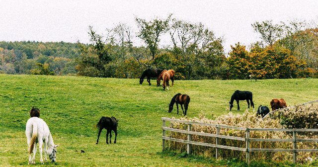 ウマ娘』公式SNSも注意喚起…なぜ牧場見学で“マナー違反”が繰り返される