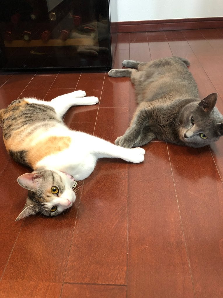 「ボクサーはなぜ猫好きなのか？」猫パンチを食らっても愛する内山高志が答える…女性のタイプもネコ系!?《拳四朗は猫ケーキ発注》(12)