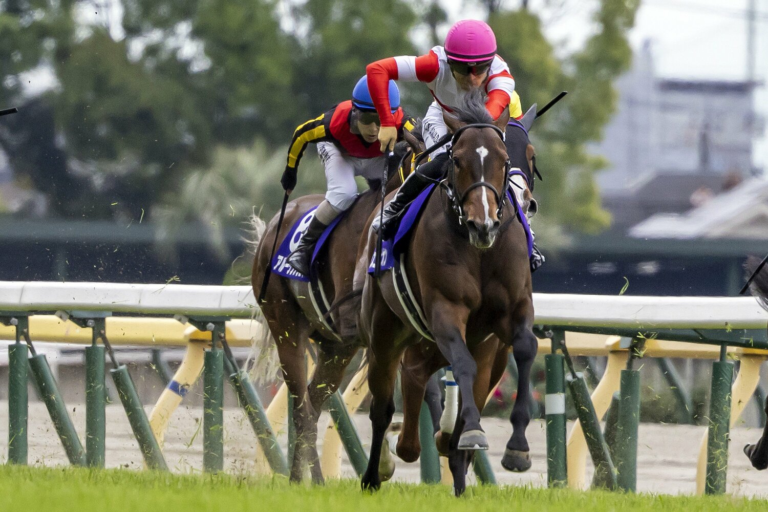 今年のNHKマイルを制したダノンスコーピオン　©Photostud