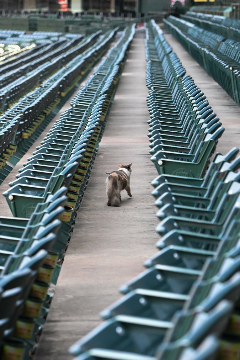 大谷を探しているのか、歩きまわるネコ　©Nanae Suzuki