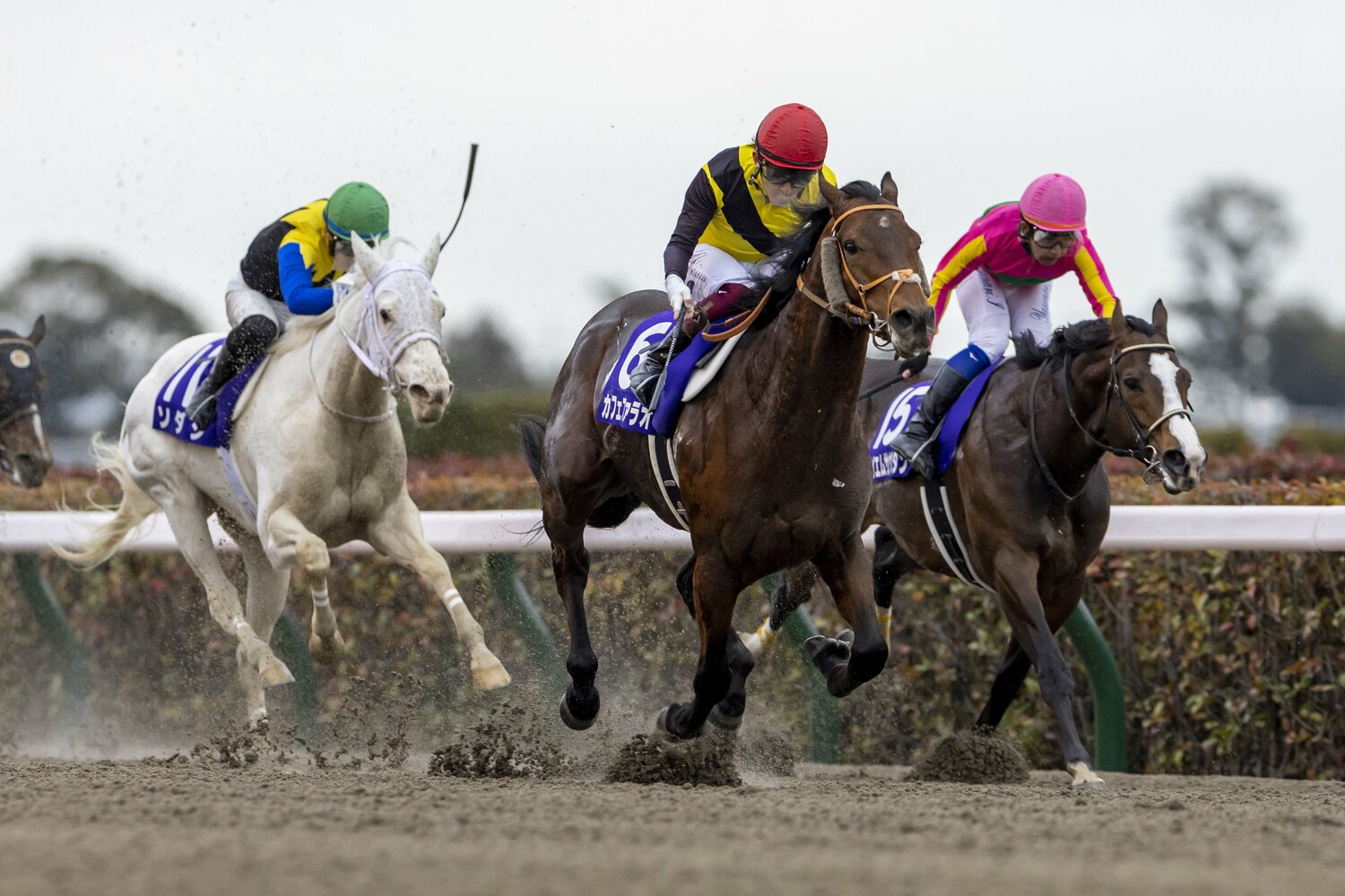 直線で抜け出したカフェファラオ（中央）、追いすがるテイエムサウスダン（右）とソダシ（左）　©Photostud