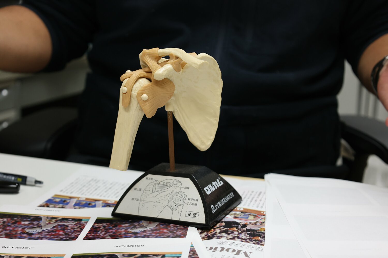 肩の内部の模型　©NumberWeb
