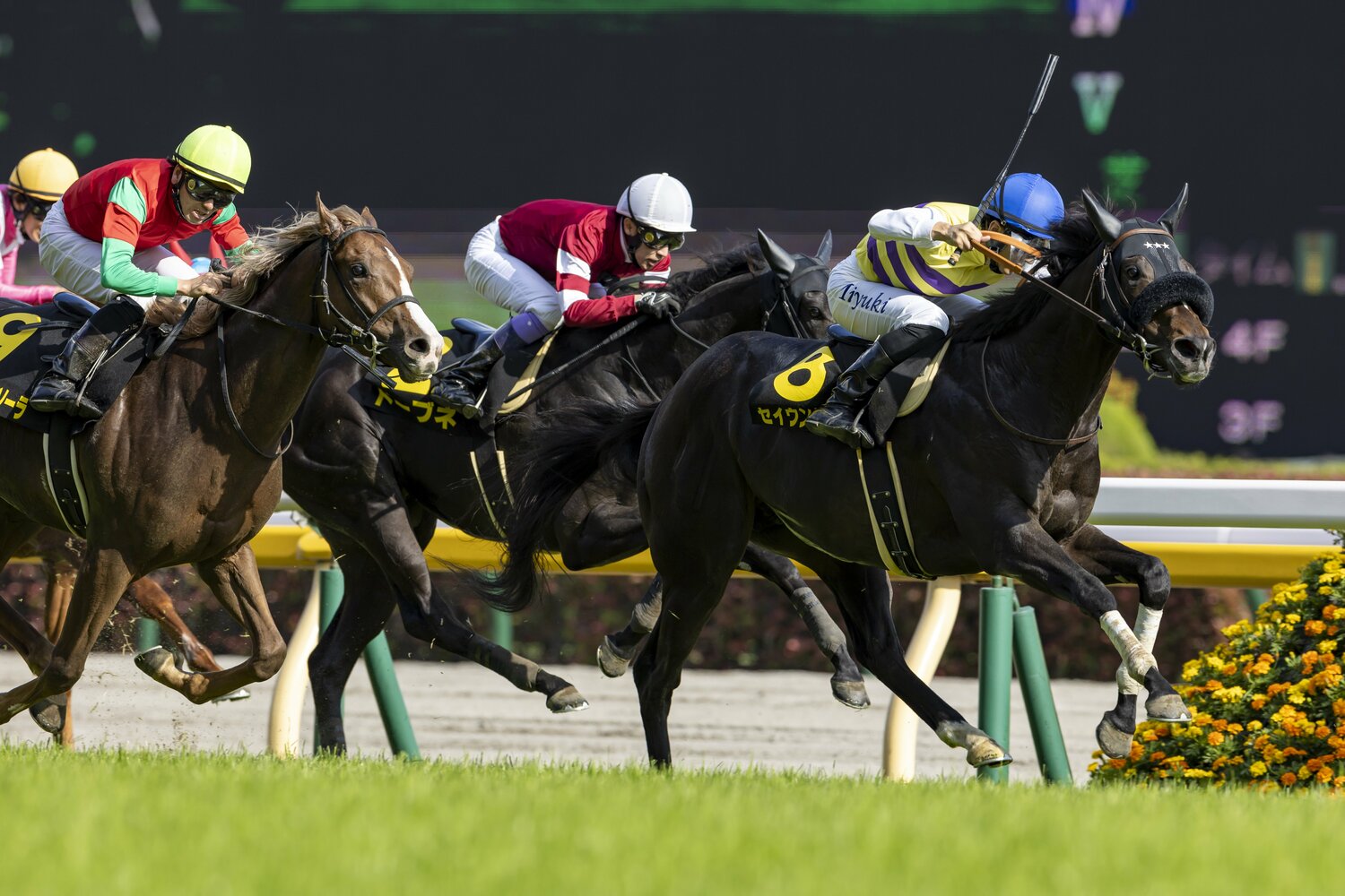 4億7010万円で落札されたドーブネ。プリンシパルステークス（写真）で4着に敗れ、ダービーへの出走は叶わなかった　©Photostud