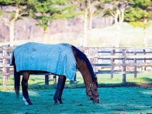 <ダークホースの新常識>ロジャーバローズ「12番人気の戴冠秘話」