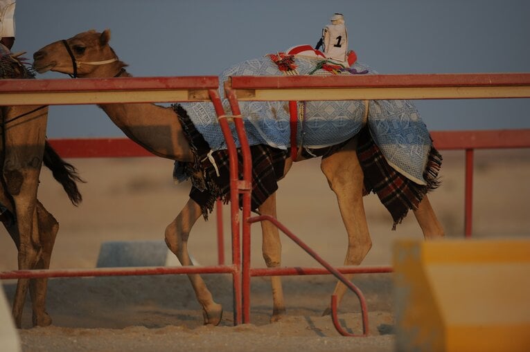 ラクダレース　©Bungeishunju