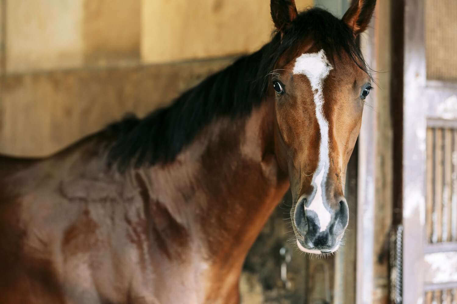 ソールオリエンスは皐月賞に続くダービー制覇となるか…　©Kiichi Matsumoto