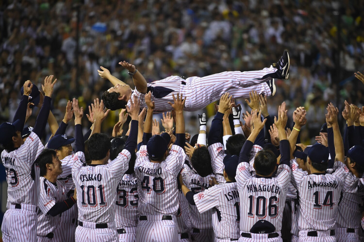 2015年10月2日、胴上げされる真中監督（当時）。石川は自己最多タイの13勝を挙げ優勝の立役者となった　©Hideki Sugiyama