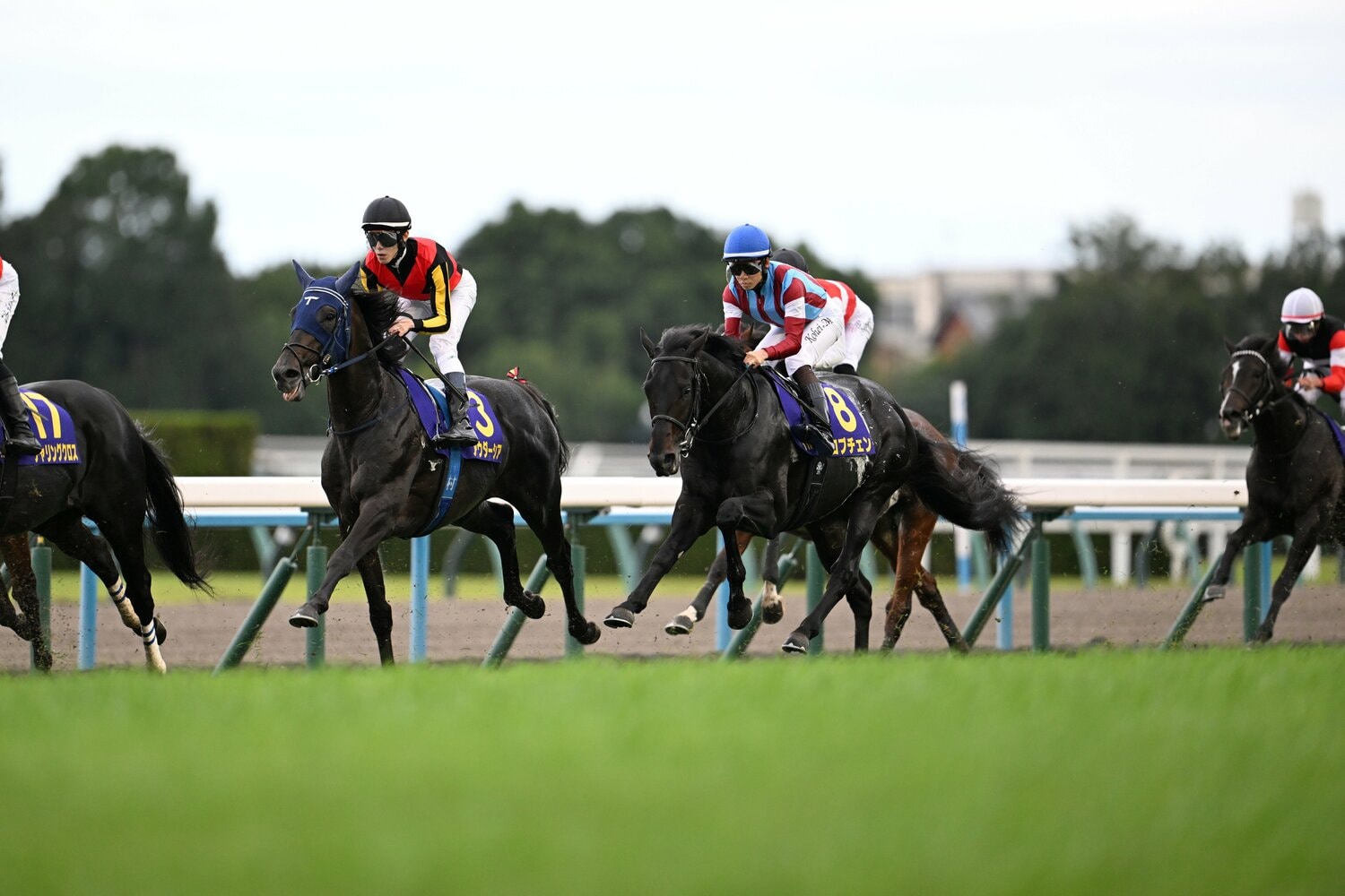 スタートで出遅れ、後方からの競馬となったロブチェン ©Keiji Ishikawa