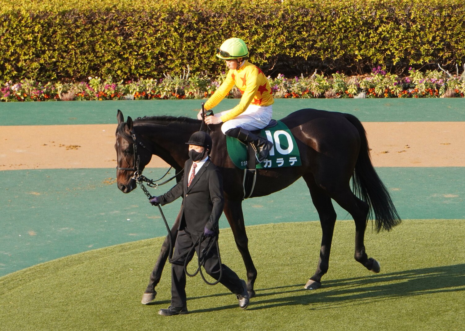 昨年の東京新聞杯パドックでのカラテ　©Satoshi Hiramatsu