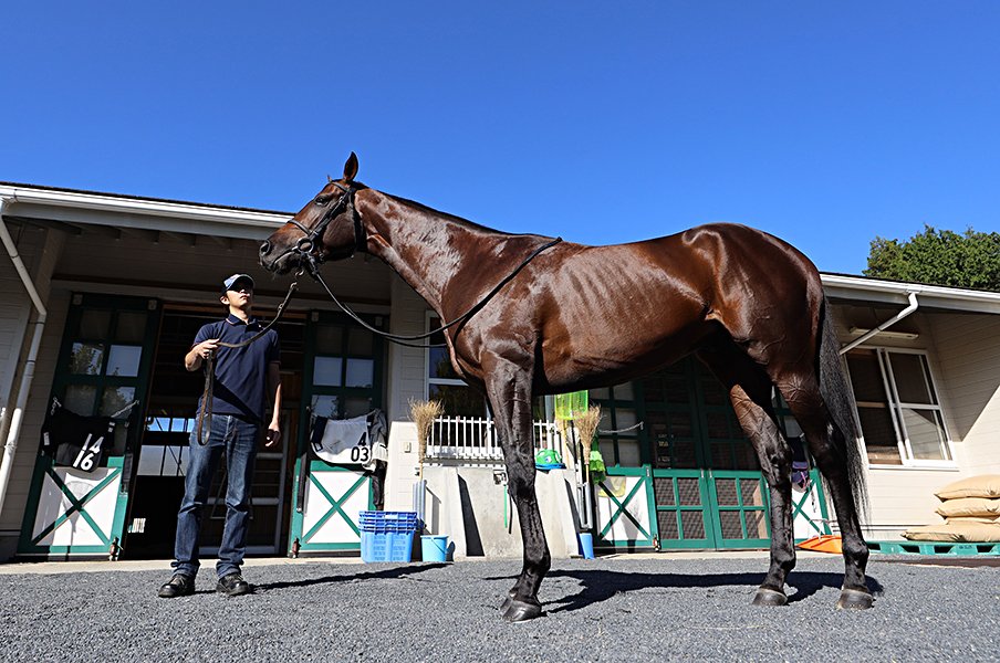 菊花賞はヴェロックスが人気だが……。「押し出された本命」不遇の歴史。<Number Web> photograph by Yuji Takahashi