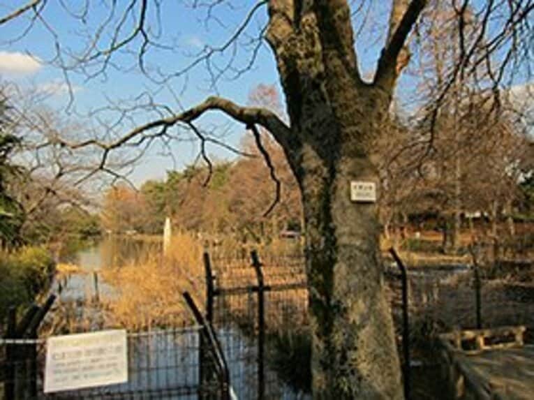 鬱蒼と木々が茂り、大きな池までがある広大な石神井公園。　