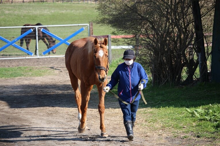 ©The Retired Horse Association