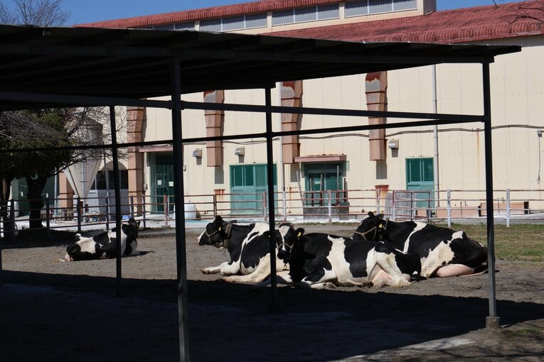 グラウンドに牛が…！　農業高校らしい風景も　©Fumi Sawai