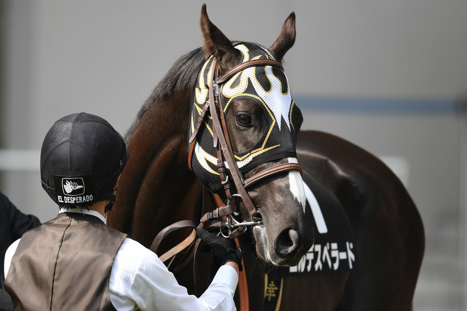 マスクと同じ柄のメンコを装着したエルデスペラード号。厩舎スタッフの帽子の後ろにもエル・デスペラードのロゴが入っている　©Masashi Hara