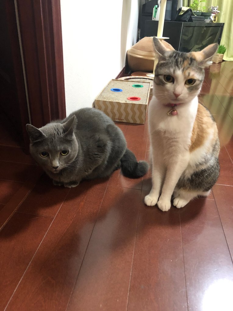 「ボクサーはなぜ猫好きなのか？」猫パンチを食らっても愛する内山高志が答える…女性のタイプもネコ系!?《拳四朗は猫ケーキ発注》(11)