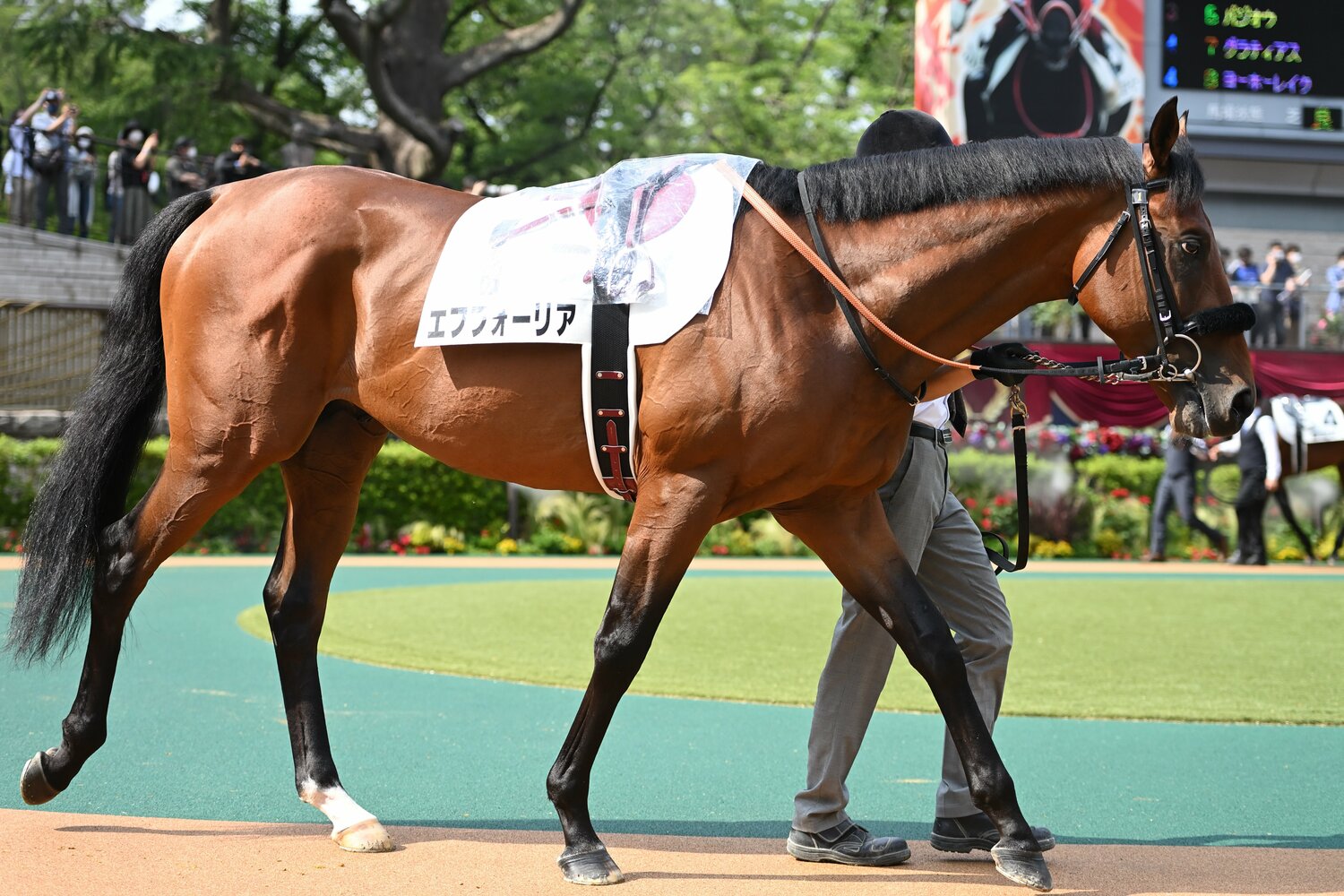 エフフォーリア：2018年生まれ［父］エピファネイア［母］ケイティーズハート［生産］ノーザンファーム［馬主］キャロットファーム［調教師］鹿戸雄一（美浦）［通算成績］11戦6勝［主な勝鞍］'21有馬記念（GI） ©︎Keiji Ishikawa