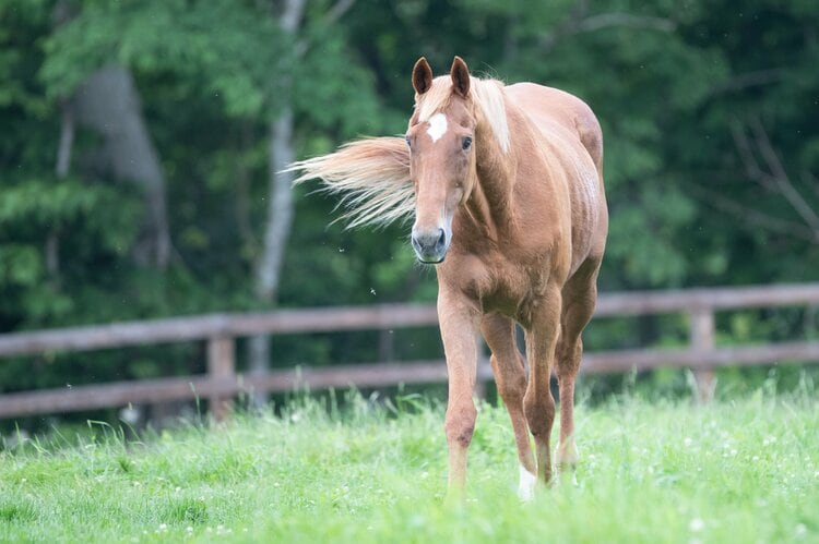 ナイスネイチャ 世界で一番好きな馬 有馬記念で3年連続3着”ナイスネイチャ33歳がふるさとで過ごす幸せな