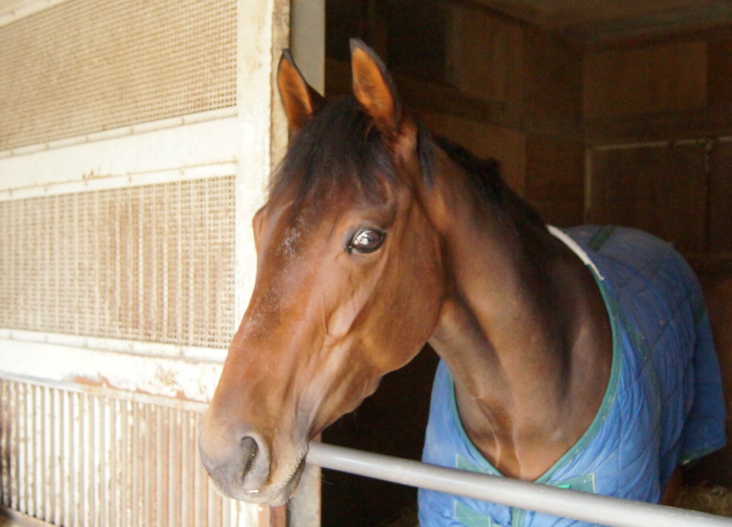 放牧中の事故で急逝したテトラドラクマ ©Satoshi Hiramatsu