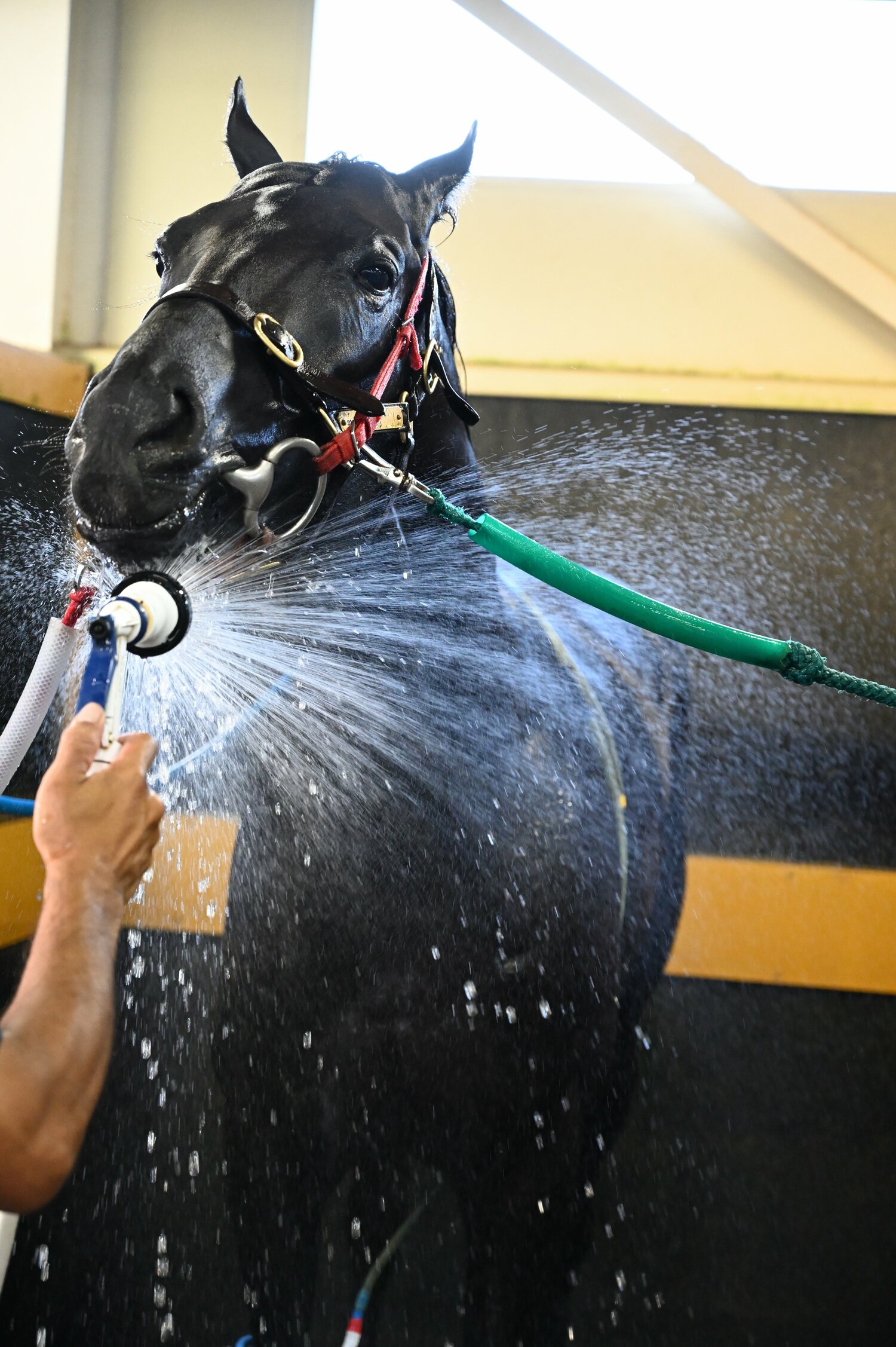 水浴びをするコントレイル(2020年9月撮影) ©Keiji Ishikawa